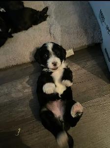 Toy Poodle Puppies for Sale - Photo 5