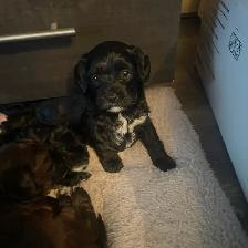 Toy Poodle Puppies for Sale - Photo 6