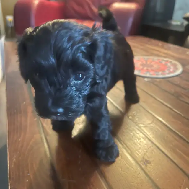 Toy Poodle Puppies for Sale - Photo 7