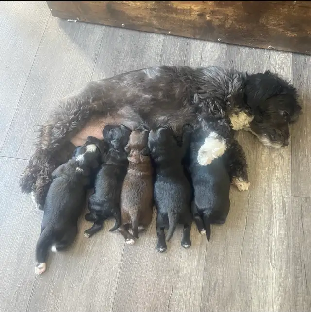 Toy Poodle Puppies for Sale - Photo 8
