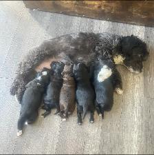 Toy Poodle Puppies for Sale - Photo 8