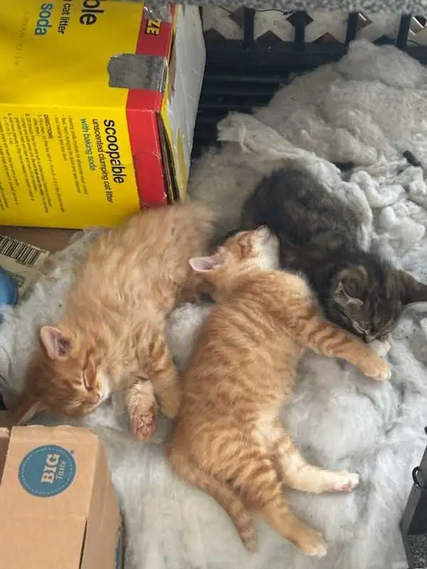 MAINE COON X KITTENS!! - Photo 4