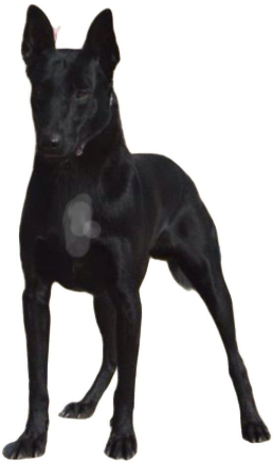 Amazing solid dark Ckc reg Malinois puppies for sale(Français)