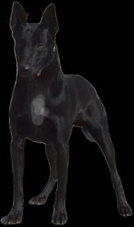 Amazing solid dark Ckc reg Malinois puppies for sale(Français)