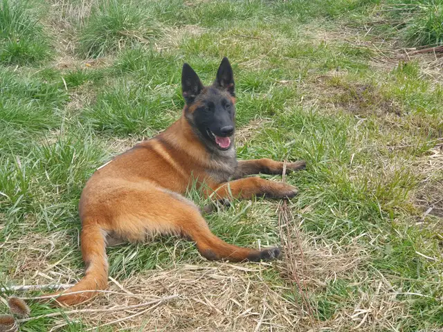 Amazing solid dark Ckc reg Malinois puppies for sale(Français) - Photo 2