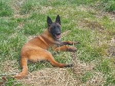 Amazing solid dark Ckc reg Malinois puppies for sale(Français) - Photo 2