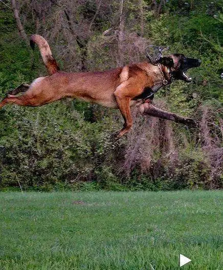 Amazing solid dark Ckc reg Malinois puppies for sale(Français) - Photo 3