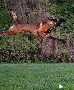 Amazing solid dark Ckc reg Malinois puppies for sale(Français) - Photo 3