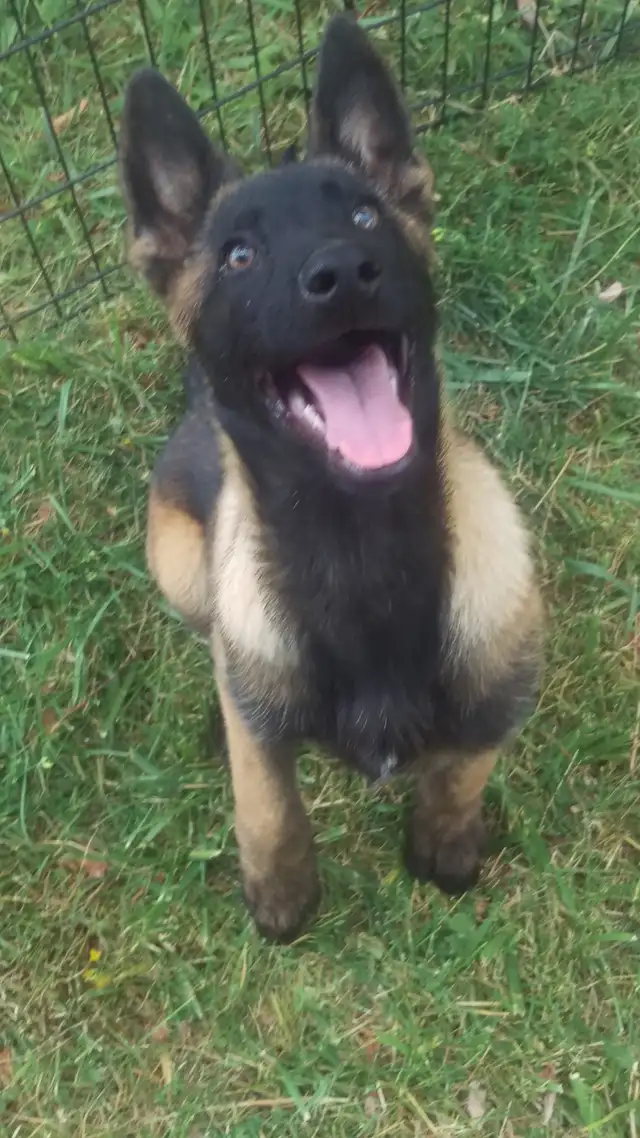 Amazing solid dark Ckc reg Malinois puppies for sale(Français) - Photo 4