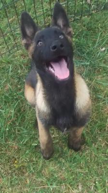 Amazing solid dark Ckc reg Malinois puppies for sale(Français) - Photo 4