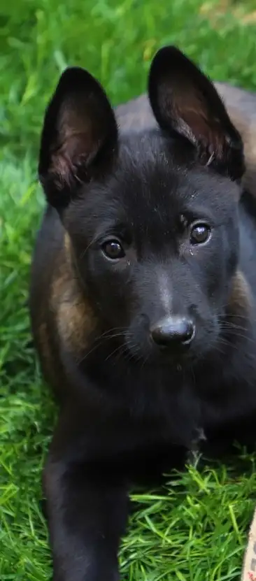 Amazing solid dark Ckc reg Malinois puppies for sale(Français) - Photo 5