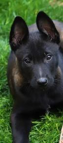 Amazing solid dark Ckc reg Malinois puppies for sale(Français) - Photo 5