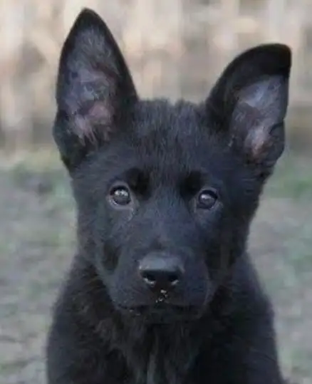 Amazing solid dark Ckc reg Malinois puppies for sale(Français) - Photo 6