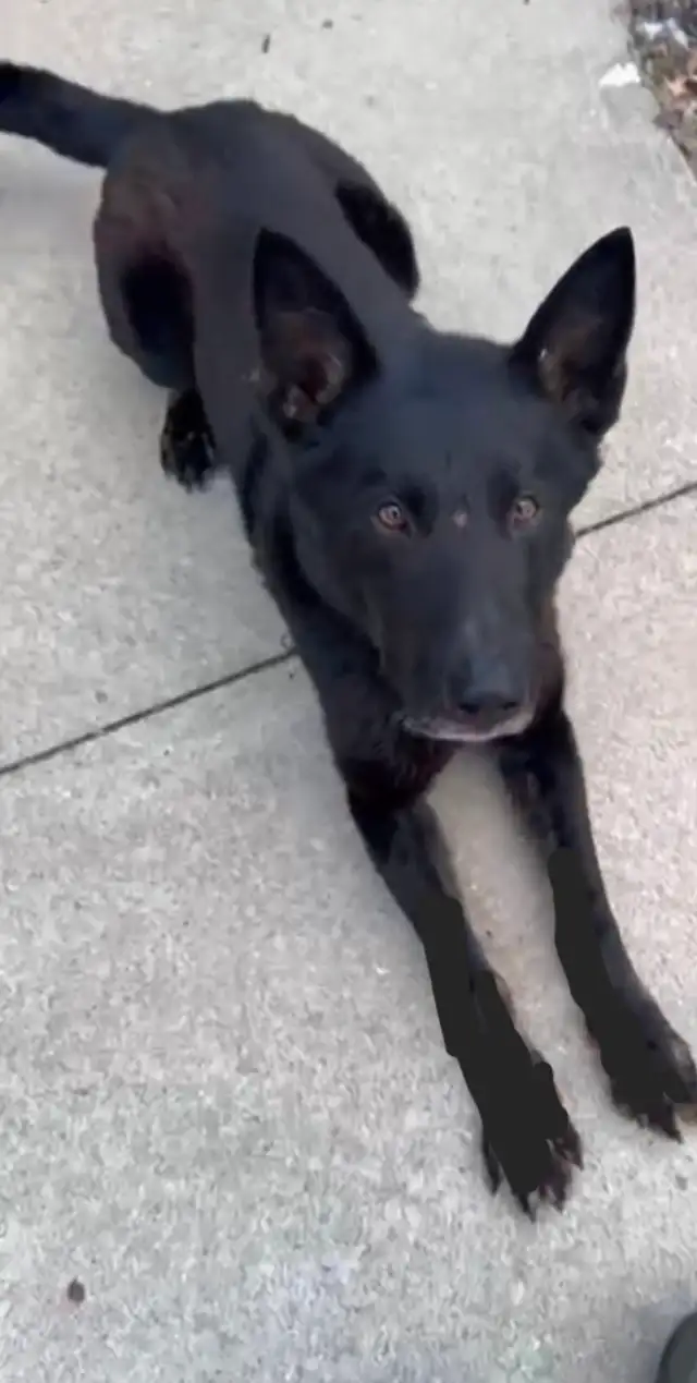 Amazing solid dark Ckc reg Malinois puppies for sale(Français) - Photo 7