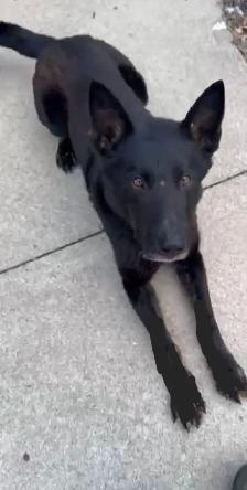 Amazing solid dark Ckc reg Malinois puppies for sale(Français) - Photo 7