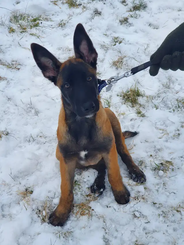 Amazing solid dark Ckc reg Malinois puppies for sale(Français) - Photo 8