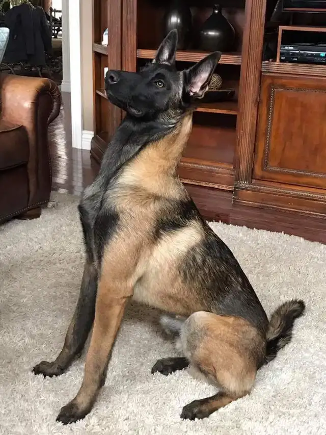 Amazing solid dark Ckc reg Malinois puppies for sale(Français) - Photo 9
