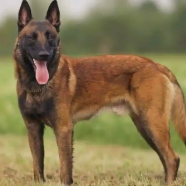 Amazing solid dark Ckc reg Malinois puppies for sale(Français) - Photo 10