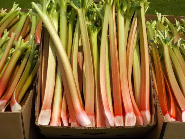 RHUBARB FOR SALE
