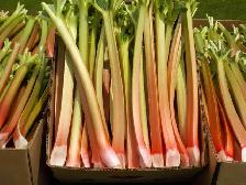 RHUBARB FOR SALE