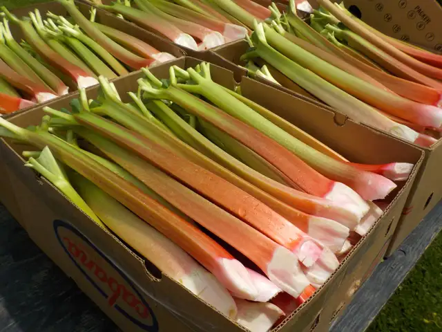 RHUBARB FOR SALE - Photo 2