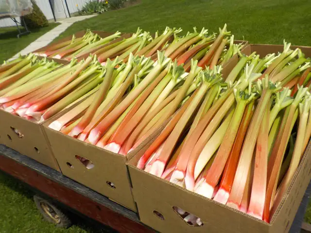 RHUBARB FOR SALE - Photo 3