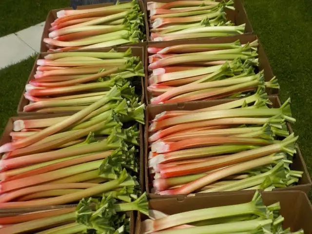 RHUBARB FOR SALE - Photo 4