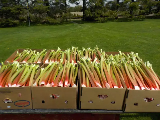RHUBARB FOR SALE - Photo 5