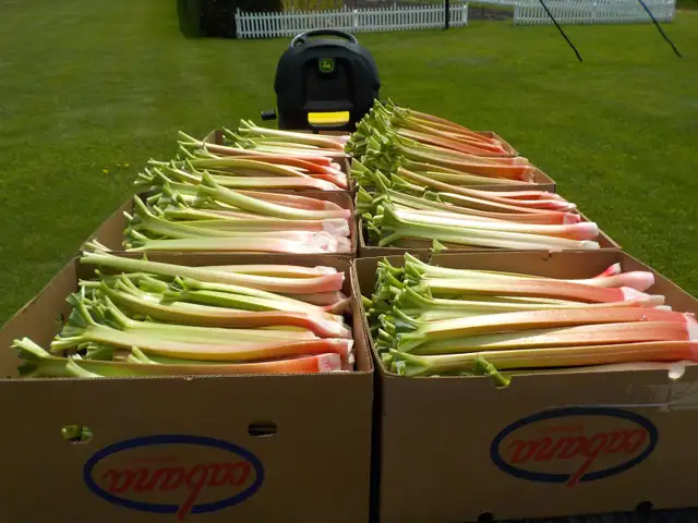 RHUBARB FOR SALE - Photo 6
