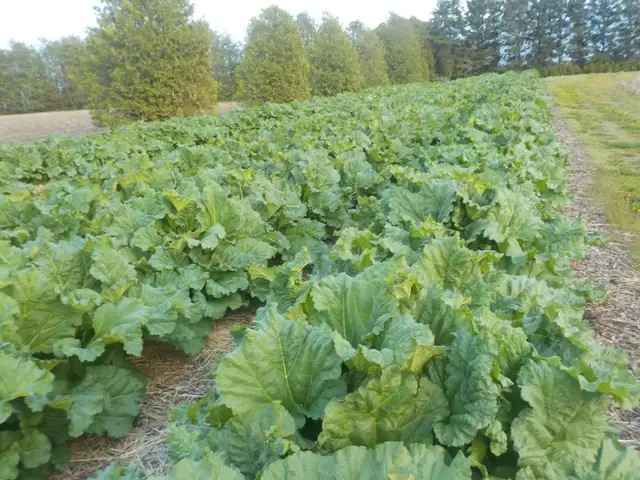 RHUBARB FOR SALE - Photo 7