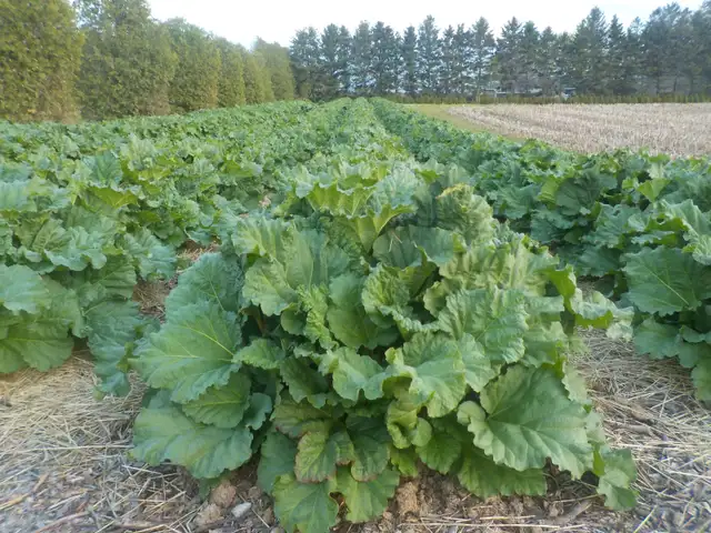 RHUBARB FOR SALE - Photo 8