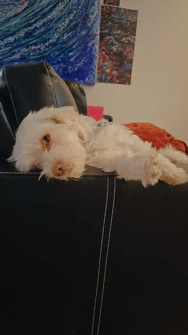 chien shih tzu bichon croisé blanc
