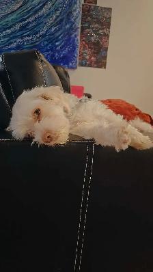 chien shih tzu bichon croisé blanc