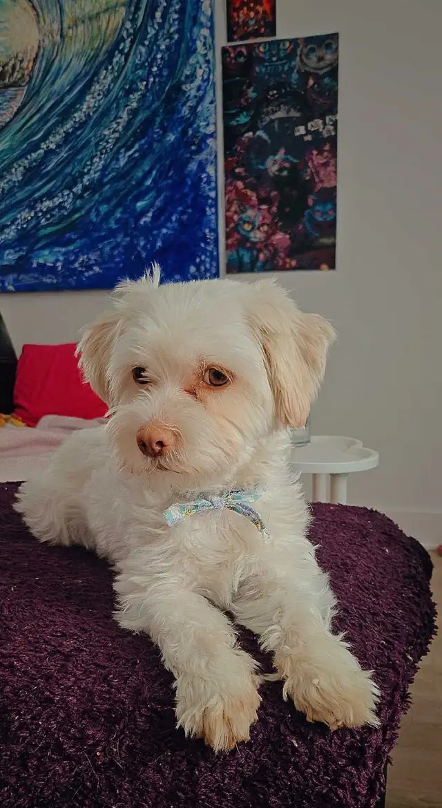 chien shih tzu bichon croisé blanc - Photo 2
