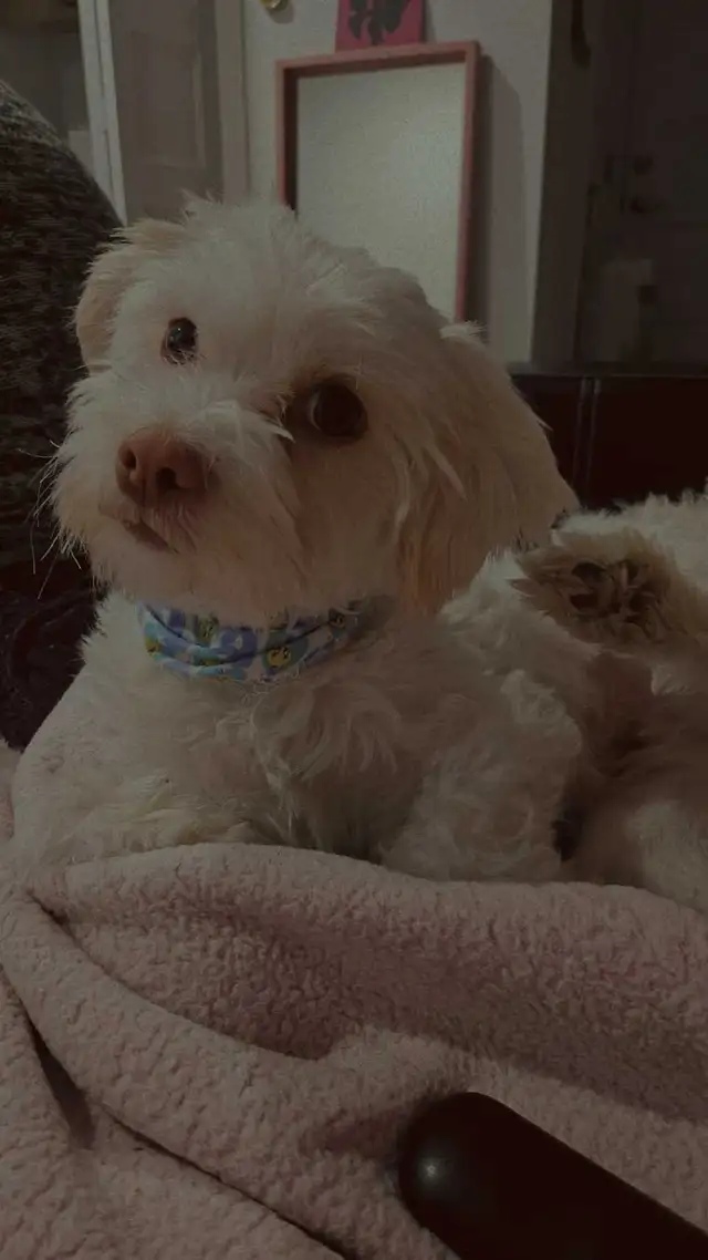 chien shih tzu bichon croisé blanc - Photo 3