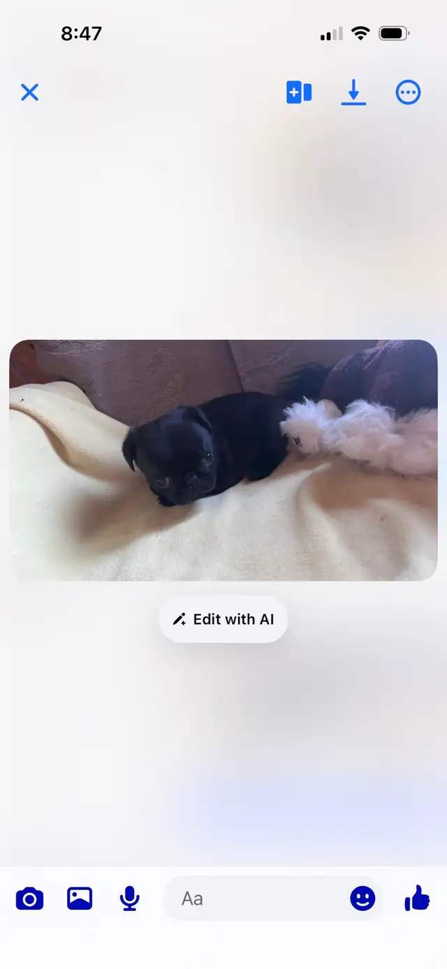 Sweet pug puppies