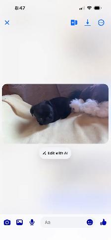 Sweet pug puppies