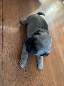 Sweet pug puppies - Photo 2