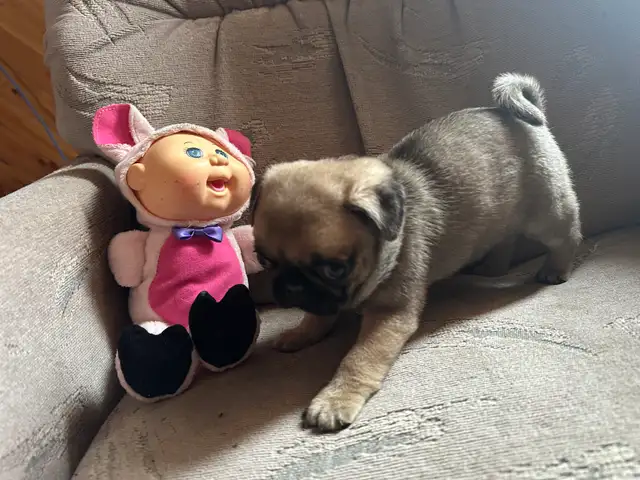 Sweet pug puppies - Photo 3