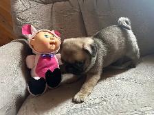 Sweet pug puppies - Photo 3