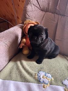 Sweet pug puppies - Photo 4