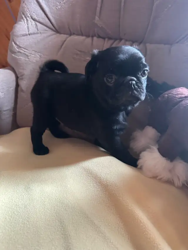 Sweet pug puppies - Photo 5