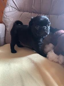 Sweet pug puppies - Photo 5