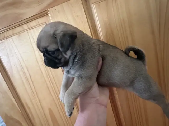 Sweet pug puppies - Photo 6