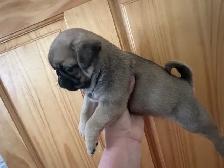 Sweet pug puppies - Photo 6