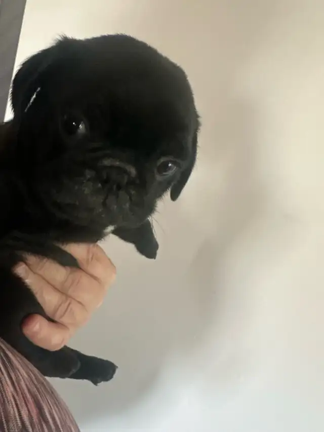Sweet pug puppies - Photo 7