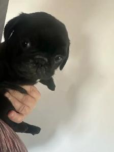 Sweet pug puppies - Photo 7