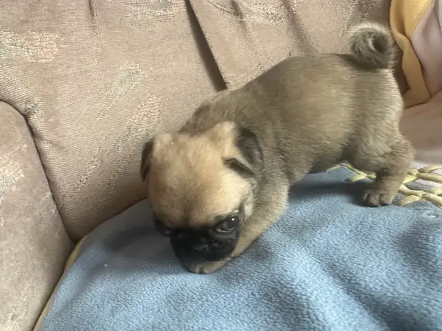 Sweet pug puppies - Photo 8