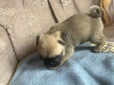Sweet pug puppies - Photo 8