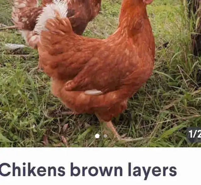 Chikens brown layers